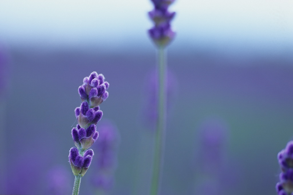 449-08.jpg - 北海道富良野薰衣草花田